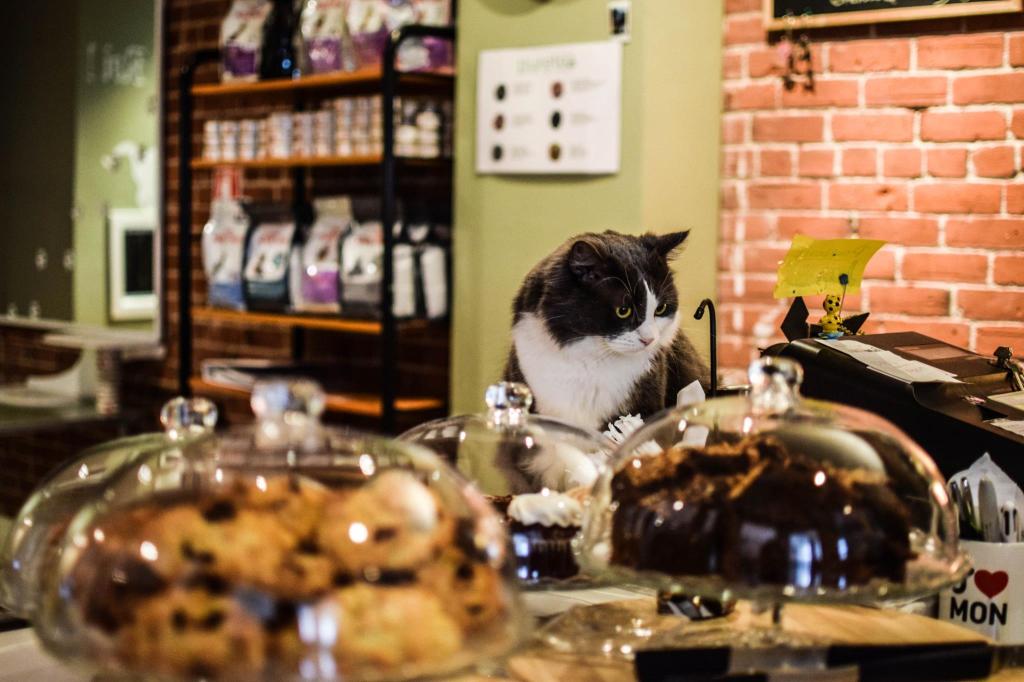 Immagine contenente un gatto e dolci esposti. Ermenegildomaria Vissaleffi