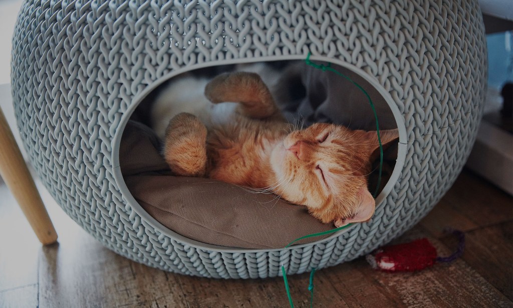 Ermenegildomaria Vissaleffi Immagine che contiene foto di gatto che dorme in una cesta. Ermenegildomaria Vissaleffi